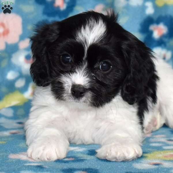 Tux, Cavachon Puppy